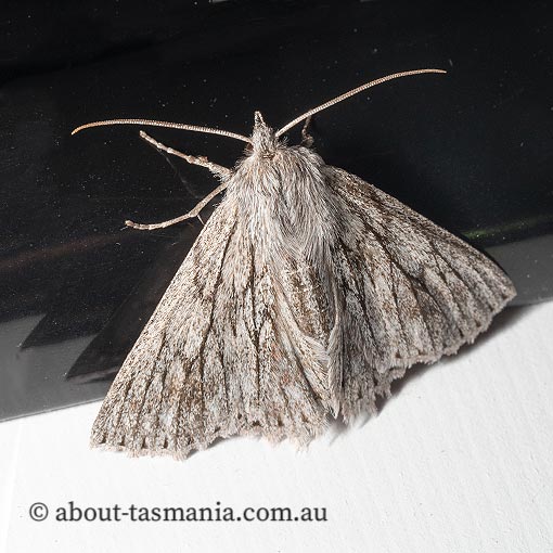Cyneoterpna wilsoni, Geometridae, Tasmania, moth