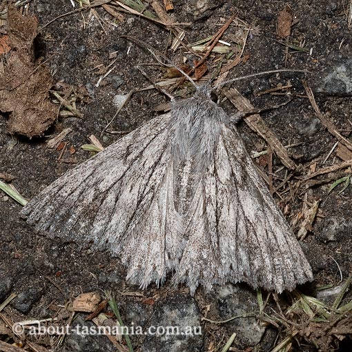 Cyneoterpna wilsoni, Geometridae, Tasmania, moth