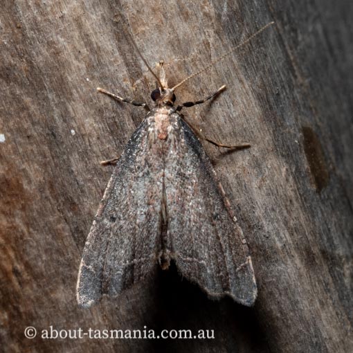 Diplopseustis perieresalis, Eastern Black Tabby, Crambidae, Tasmania, moth