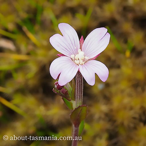 Epilobium sarmentaceum, Mountain Willow-herb, Tasmania