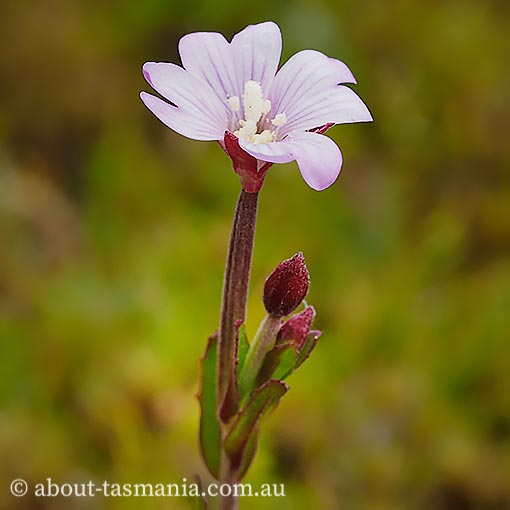 Epilobium sarmentaceum, Mountain Willow-herb, Tasmania