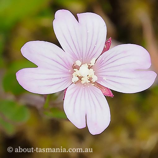 Epilobium sarmentaceum, Mountain Willow-herb, Tasmania
