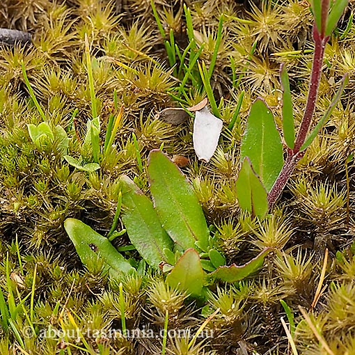 Epilobium sarmentaceum, Mountain Willow-herb, Tasmania