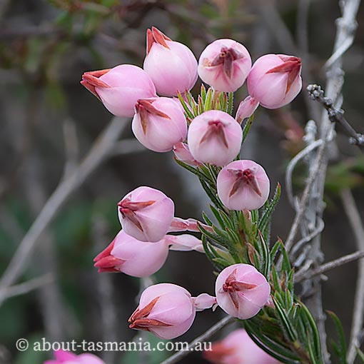 Erica holosericea, Tasmania