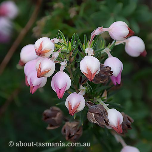 Erica holosericea, Tasmania
