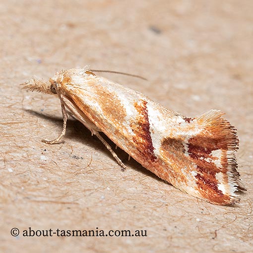 Heliocosma incongruana, Tortricidae, Tasmania, moth