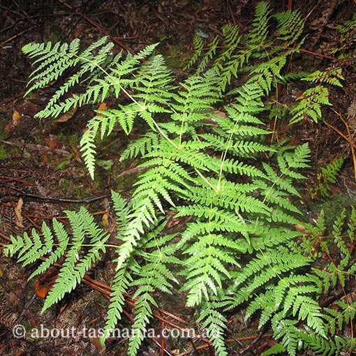 Histiopteris incisa, bat's wing fern, Tasmania, fern