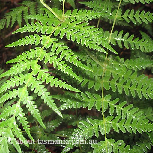 Histiopteris incisa | About Tasmania