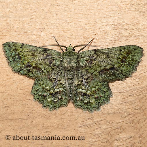 Hypodoxa muscosaria, Geometridae, Tasmania, moth