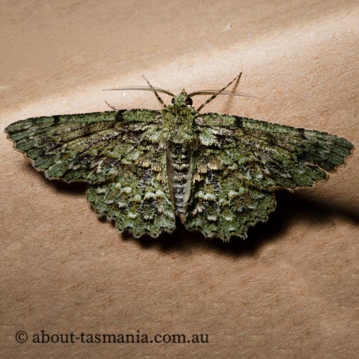 Hypodoxa muscosaria, Geometridae, Tasmania, moth