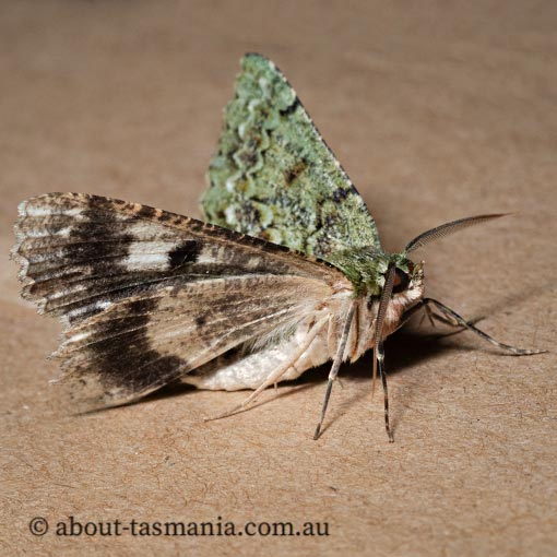 Hypodoxa muscosaria, Geometridae, Tasmania, moth