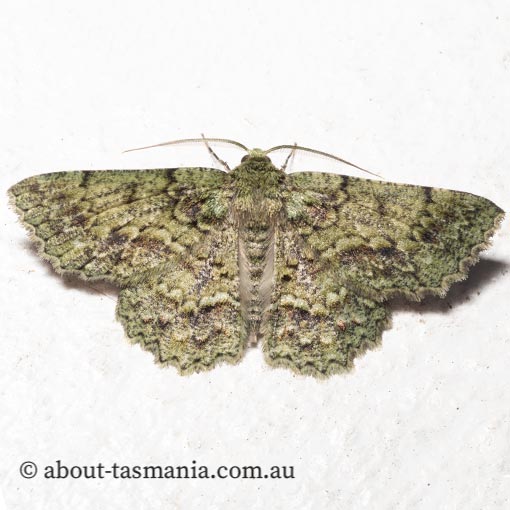 Hypodoxa muscosaria, Geometridae, Tasmania, moth