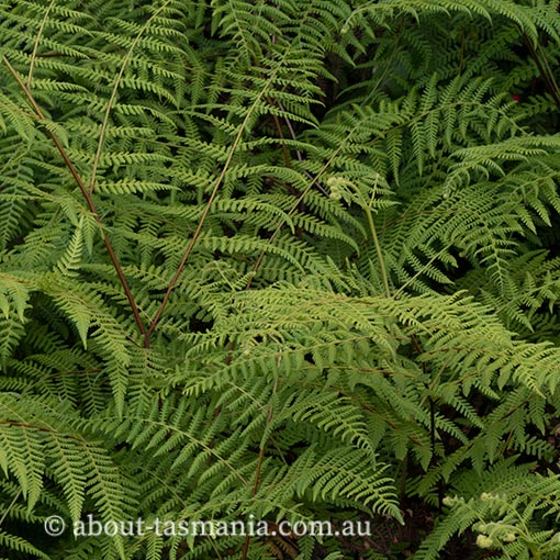Hypolepis rugosula, ruddy ground fern, Tasmania