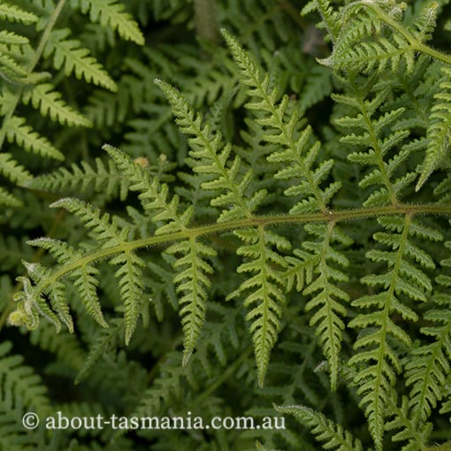 Hypolepis rugosula, ruddy ground fern, Tasmania