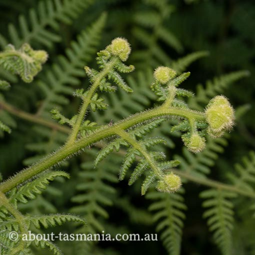 Hypolepis rugosula, ruddy ground fern, Tasmania