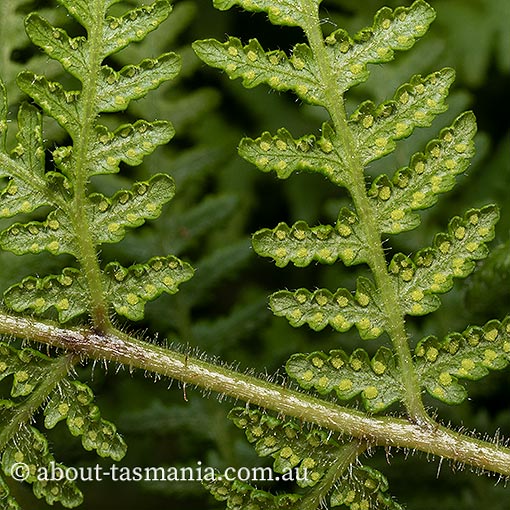 Hypolepis rugosula, ruddy ground fern, Tasmania