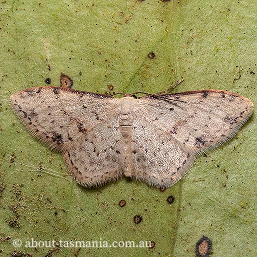Idaea halmaea, Geometridae, Tasmania, moth