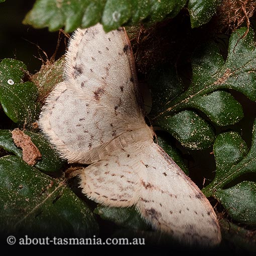 Idaea halmaea, Geometridae, Tasmania, moth