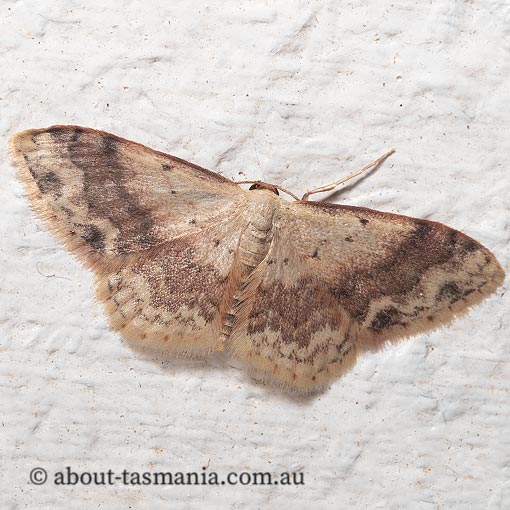 Idaea halmaea, Geometridae, Tasmania, moth