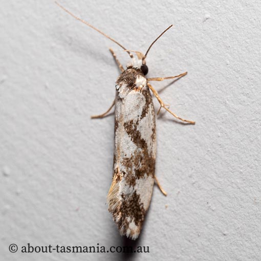 Machetis aphrobola | About Tasmania