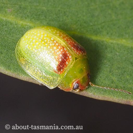 Paropsisterna sp., Tasmania
