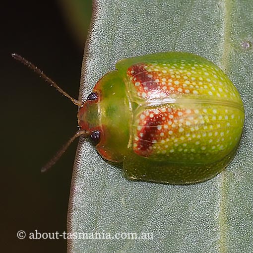 Paropsisterna sp., Tasmania