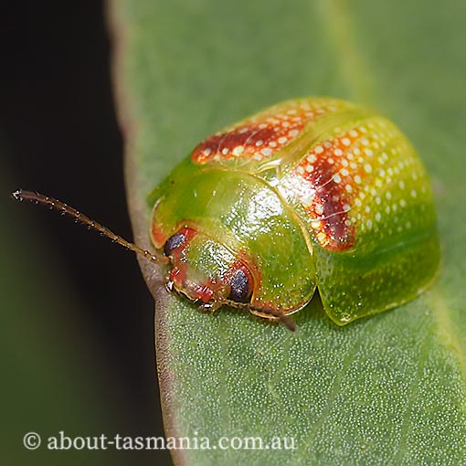 Paropsisterna sp., Tasmania