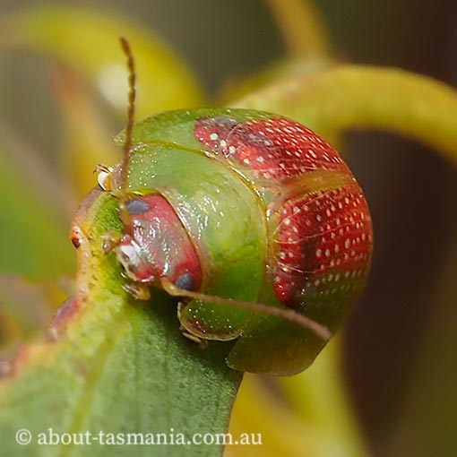 Paropsisterna sp., Tasmania
