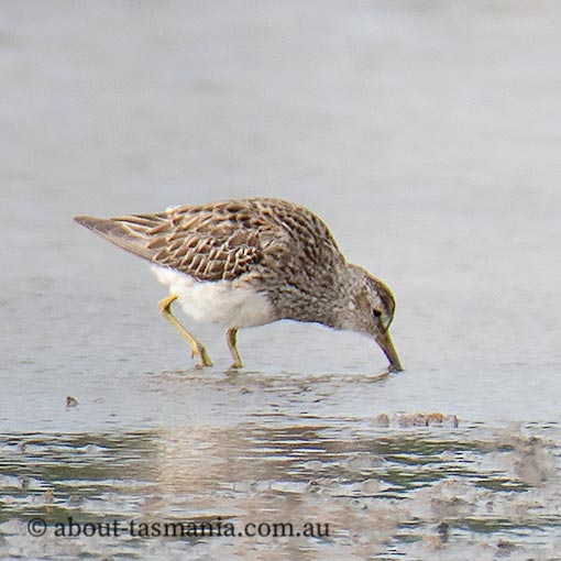 Pectoral sandpiper, Calidris melanotos, Tasmania