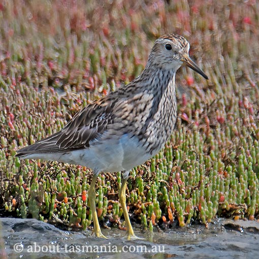 Pectoral sandpiper, Calidris melanotos, Tasmania