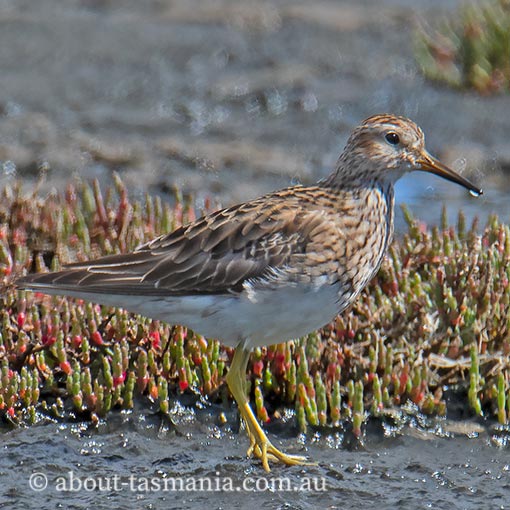 Pectoral sandpiper, Calidris melanotos, Tasmania