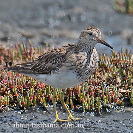 Pectoral sandpiper, Calidris melanotos, Tasmania