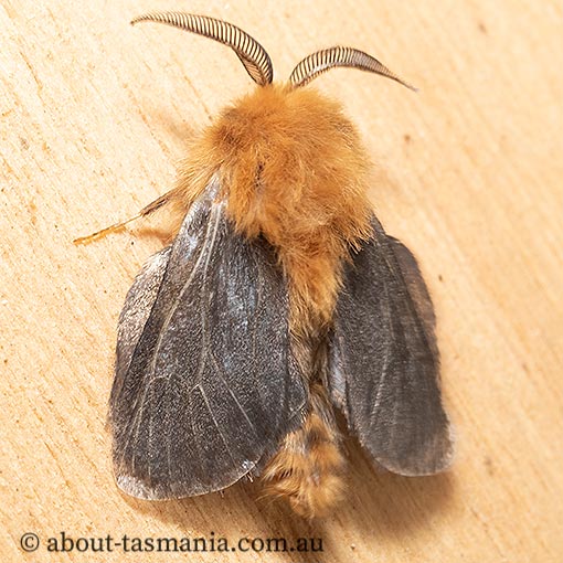 Plutorectis xanthochrysa, Tasmania, moth