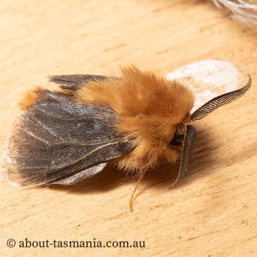 Plutorectis xanthochrysa, Tasmania, moth