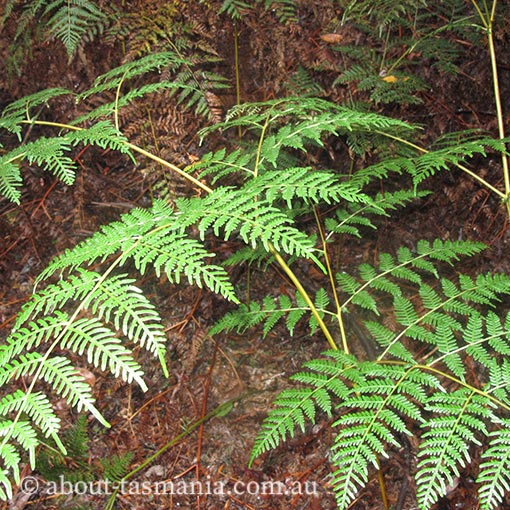 Pteridium esculentum | About Tasmania