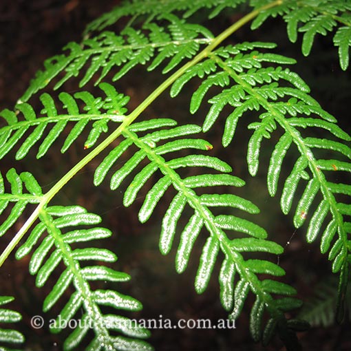 Pteridium esculentum, Tasmania, fern