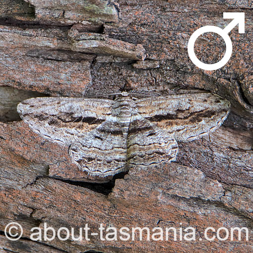 Scioglyptis chionomera, Geometridae, Tasmania, moth