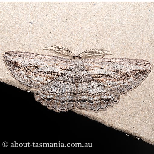 Scioglyptis chionomera About Tasmania
