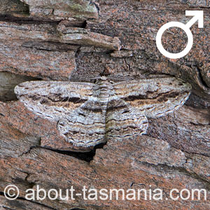 Scioglyptis chionomera