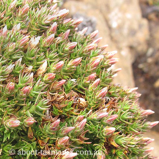 Sprengelia minima, Tasmania