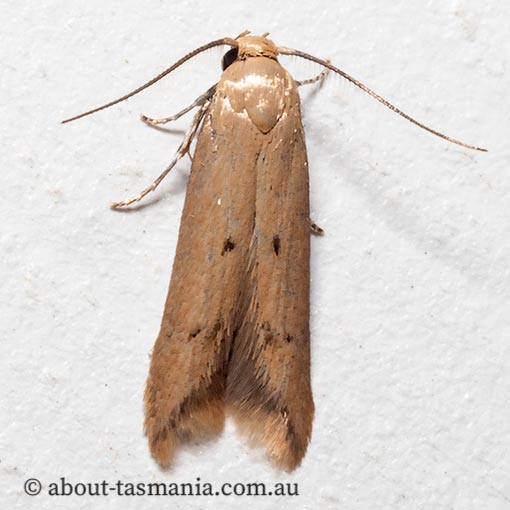 Tachystola hemisema, Oecophoridae, Chezala group, Tasmania, moth