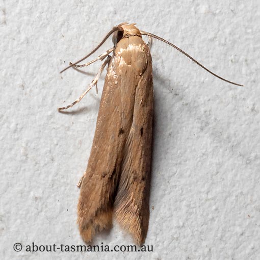 Tachystola hemisema, Oecophoridae, Chezala group, Tasmania, moth