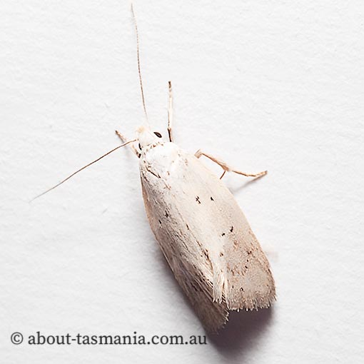 Thalerotricha mylicella, Oecophoridae, Wingia group, Tasmania, moth