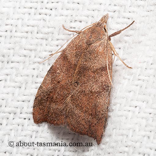Tortricopsis euryphanella, Wingia Group, Oecophoridae, Tasmania, moth