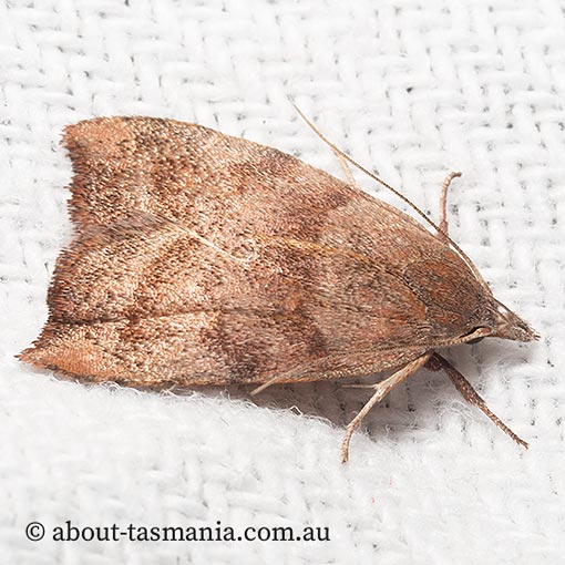 Tortricopsis euryphanella, Wingia Group, Oecophoridae, Tasmania, moth