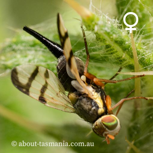 Urophora stylata, Tasmania