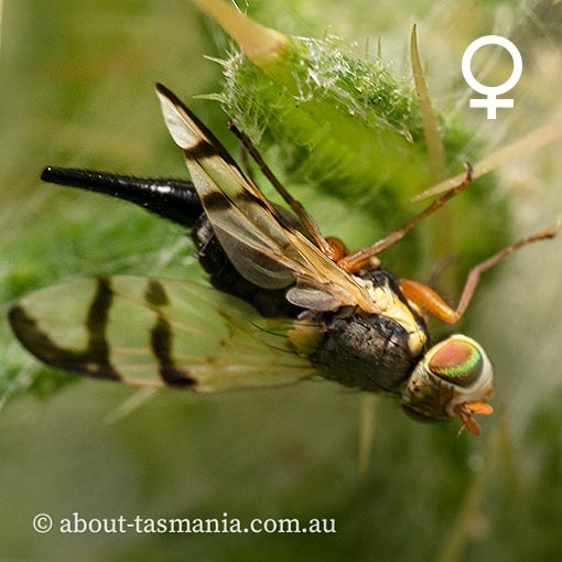 Urophora stylata, Tasmania