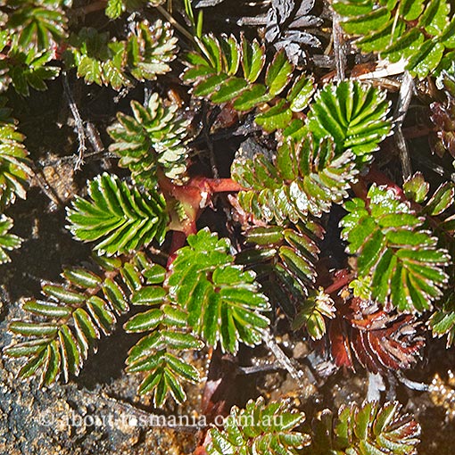 Acaena montana, mountain buzzy, Tasmania