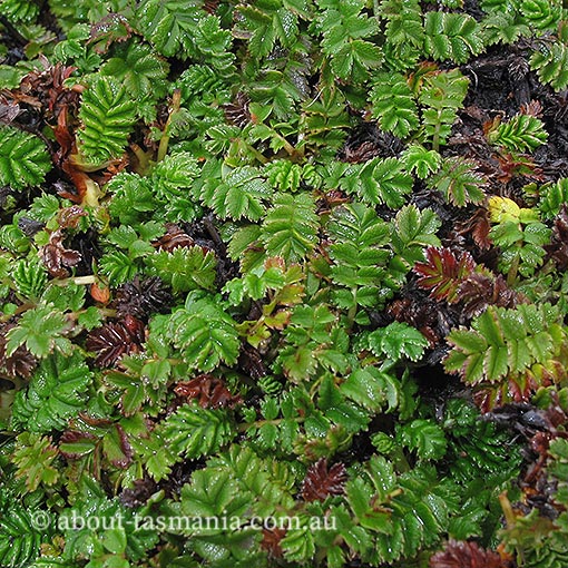 Acaena montana, mountain buzzy, Tasmania