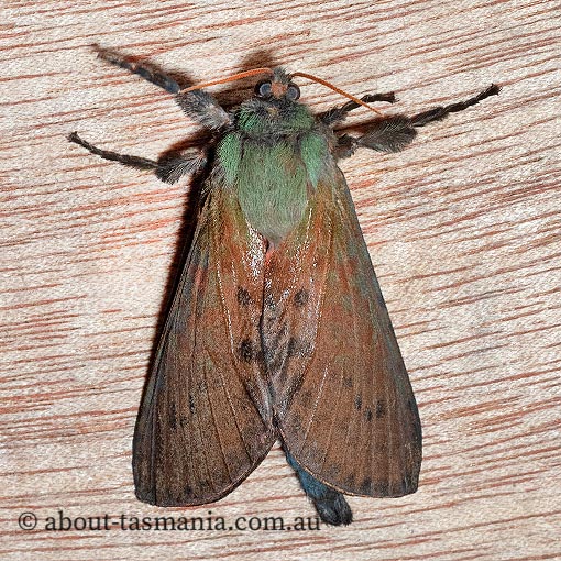 Aenetus ombraloma, Hepialidae, Tasmania, endemic, moth